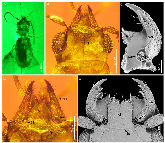 Рис. 4. Жуки семейства Boganiidae