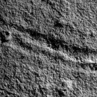 Рис. 1. Следы ползания древнейших билатерально-симметричных животных