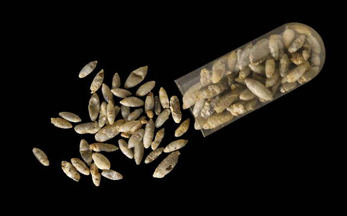 Рис. 4. Окаменевшие куколки мух из Керси