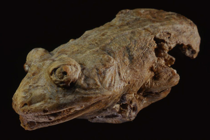 Рис. 3. «Мумия» лягушки Thaumastosaurus gezei