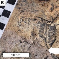 Осадочные породы с отпечатками докембрийских многоклеточных могли образовываться на суше