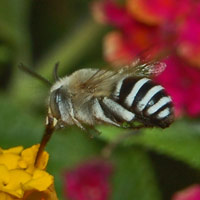 Пчела Amegilla quadrifasciata