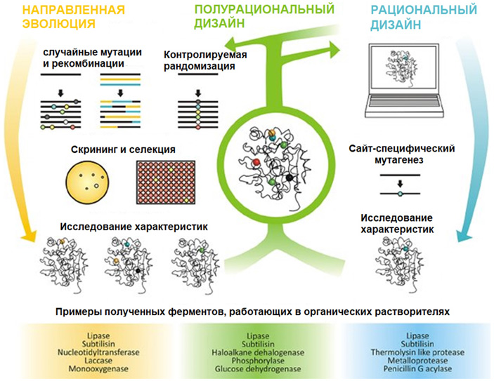 Рис. 4. Схема процессов, используемых в белковой инженерии