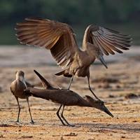 Ложное спаривание молотоглавов