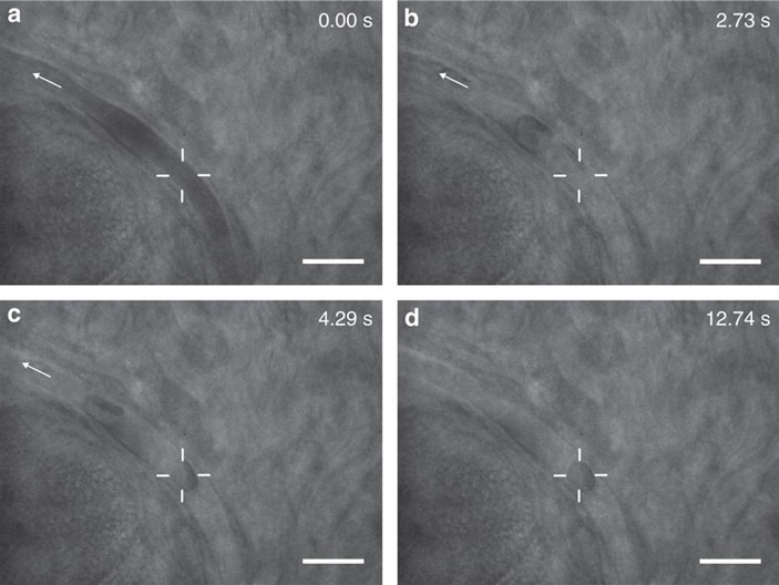 Рис. 3. Захват эритроцита в капилляре живой мыши при помощи оптического пинцета