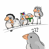 Рис. 1. Трудности, стоящие перед зебровой амадиной