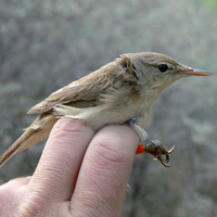 Песня большеклювой камышевки