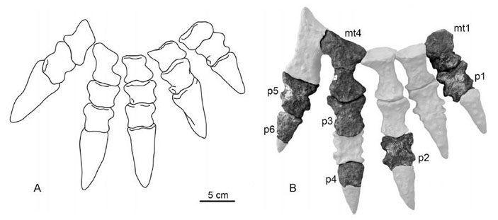 Рис. 4. Правые стопы Cotylorhynchus romeri и реконструируемая для Alierasaurus ronchii