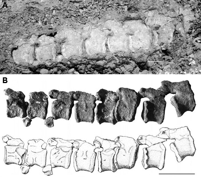 Рис. 3. Сочлененные каудальные (хвостовых) позвонки Alierasaurus ronchii