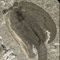 Рис. 1. Эволюционное древо панартропод