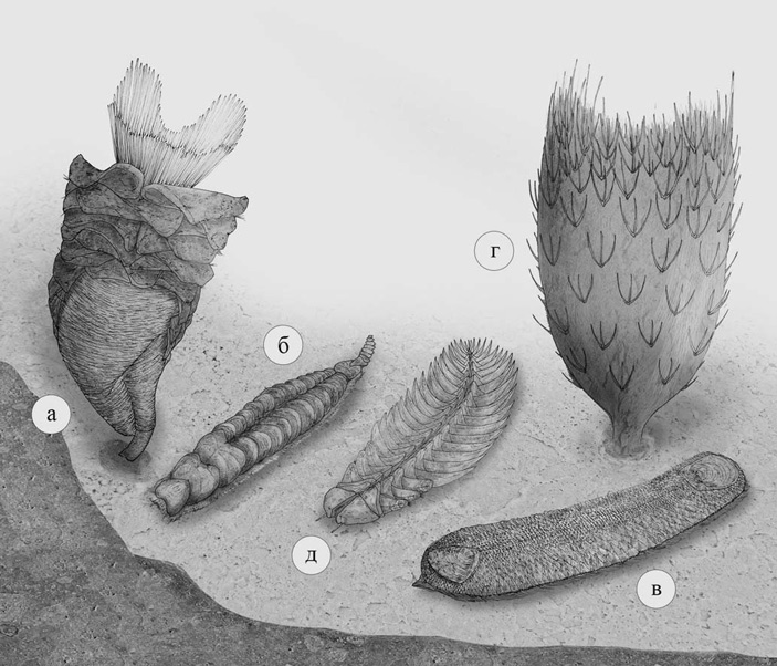 Кембрийские и ордовикский представители группы Lophotrochozoa