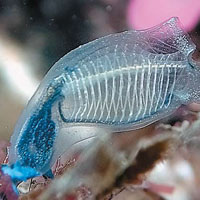 Как возникли жаберные щели?