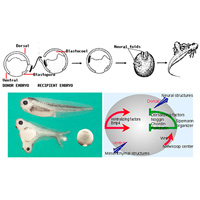Организатор Шпемана—Мангольд