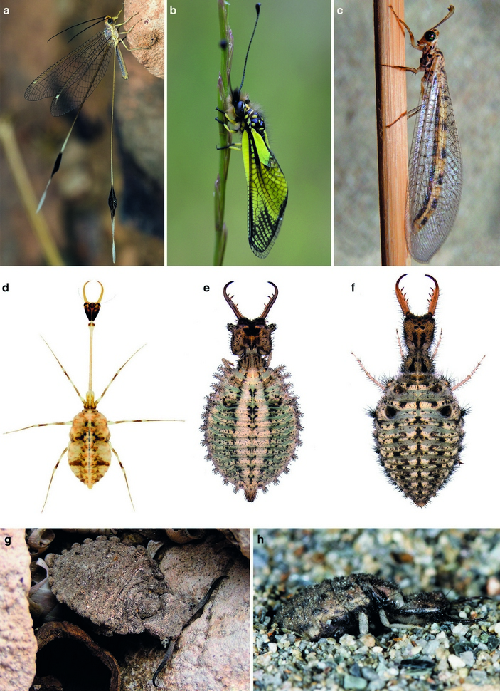Современные Myrmeleontiformia