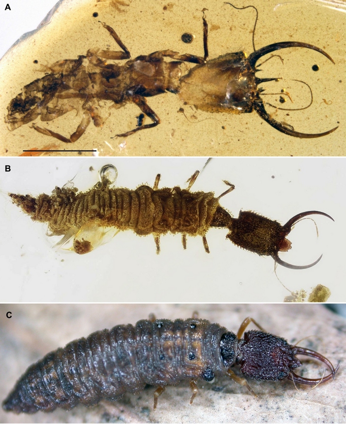 Личинки Psychopsidae