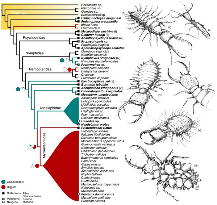 Эволюционное древо Myrmeleontiformia