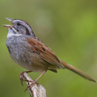 Самец болотной зонотрихии (Melospiza georgiana) исполняет свою незамысловатую песню