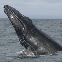 «Культурная эволюция» усложняет песни горбатых китов, а «культурные революции» — упрощают