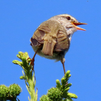 Бамбуковая широкохвостка поет
