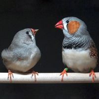 Молодой самец зебровой амадины учится петь у старшего наставника