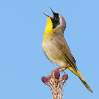 Рис. 1. Американская горихвостка и желтогорлый певун