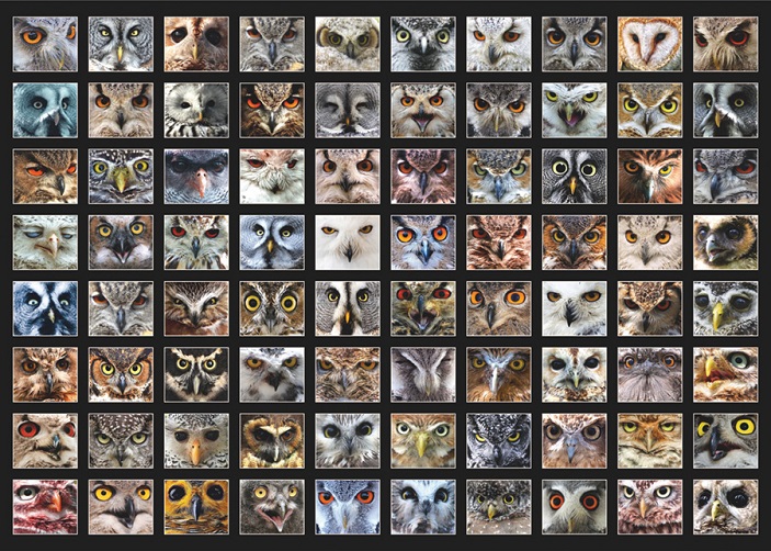 Рис. 2. Разнообразие глаз сов