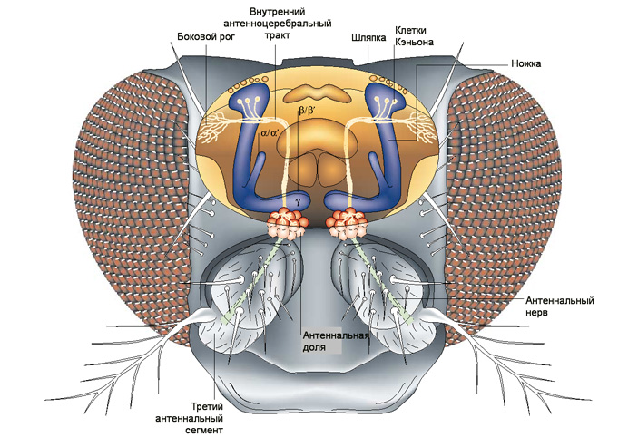 Рис. 2. Схема нервных связей, обеспечивающих дрозофиле восприятие запахов