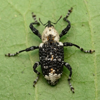 Долгоносик Eucryptorrhynchus brandti