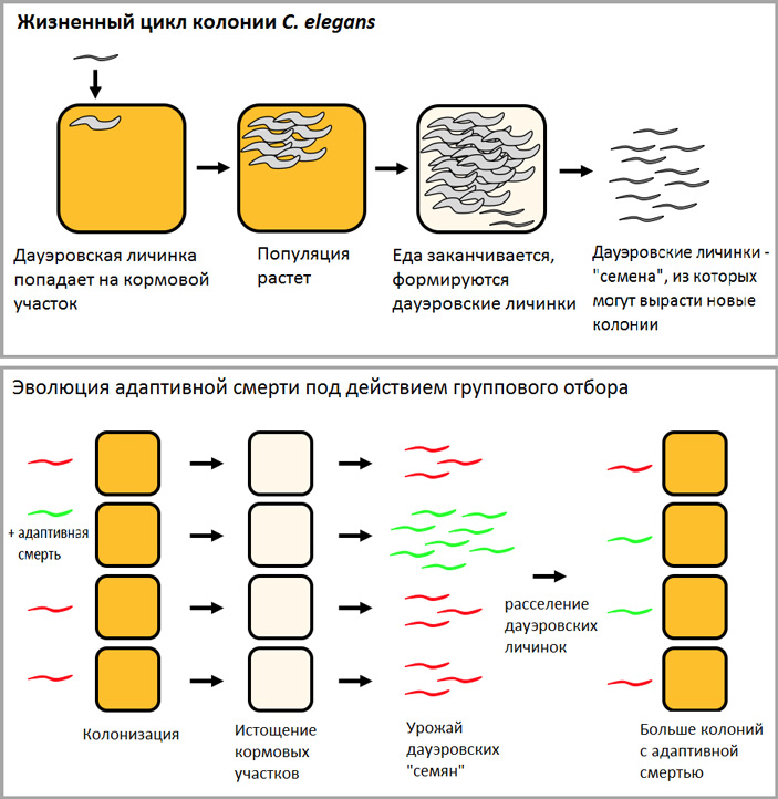 Схема жизненного цикла C. elegans, где в качестве размножающегося организма рассматривается не особь, а колония