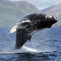 Прыгающий горбач