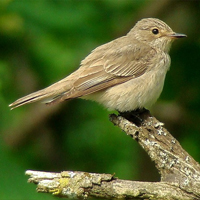 Серая мухоловка (Muscicapa striata) — пример «дальнего мигранта», отправляющегося на зимовку в Африку. Фото Аладдина с сайта clubs.ya.ru