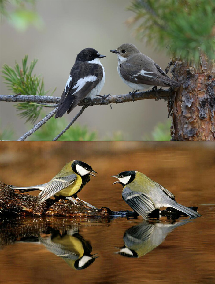 Пара мухоловок-пеструшек