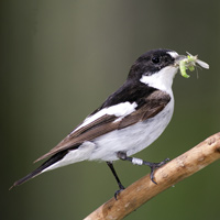 Рис. 1. Мухоловка-пеструшка (Ficedula hypoleuca) и фенотипическая изменчивость числа внебрачных потомков