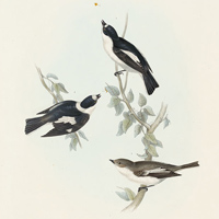 Мухоловки-белошейки и мухоловка-пеструшка