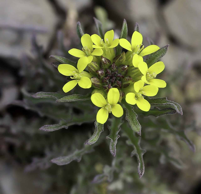 Erysimum incanum (желтушник седой)