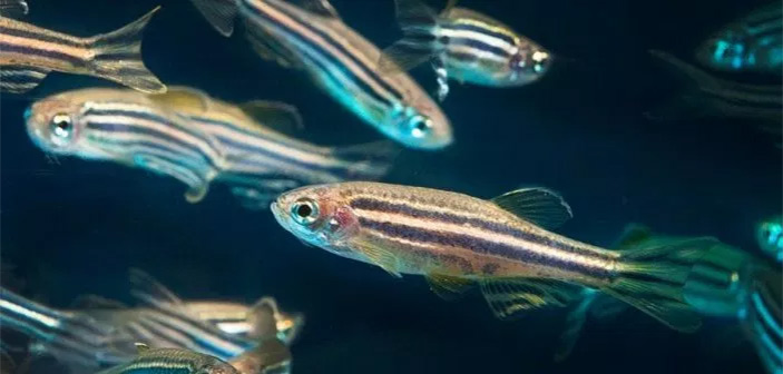 Данио-рерио