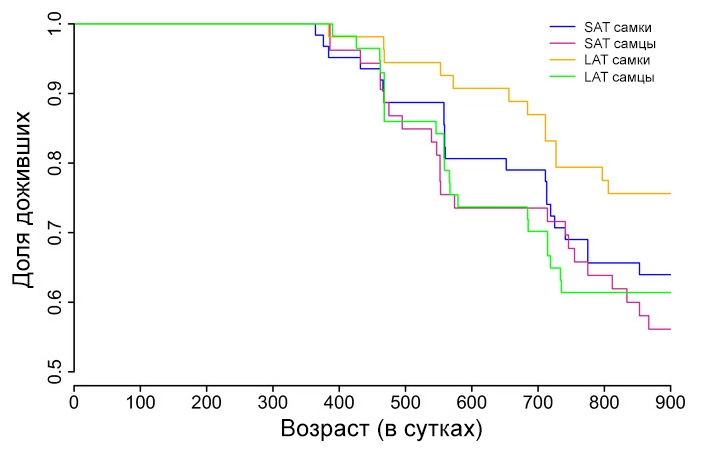 Рис. 2. Кривые выживания самцов и самок из двух вариантов опыта
