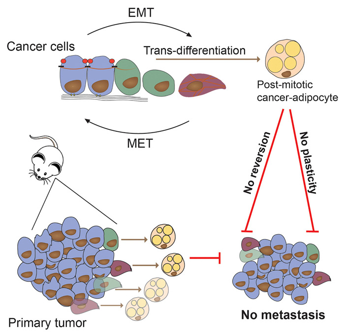 Дифференцировка раковых клеток в адипоциты