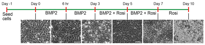Рис. 2. Протокол терапии при помощи росиглитазона и BMP2