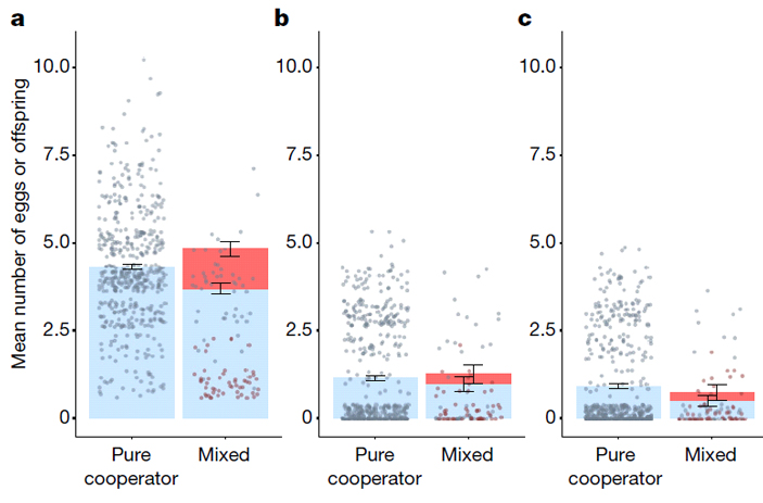 Рис. 2. Репродуктивный успех самок, не замеченных в гнездовом паразитизме, и самок, придерживающихся смешанной стратегии
