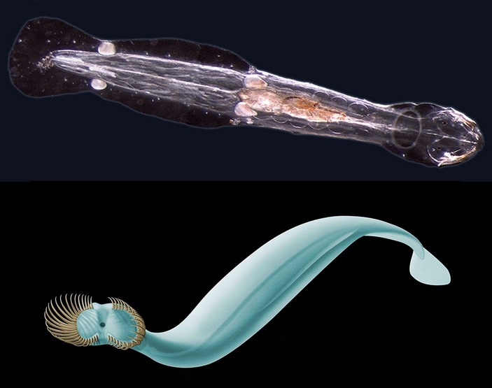 Морские стрелки