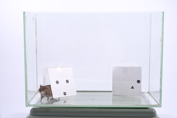 Полевая мышь (Apodemus agrarius) в арене для эксперимента