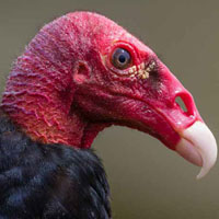 Птицы летят на запах