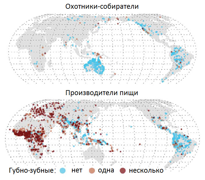 Рис. 3. Встречаемость губно-зубных согласных в языках охотников-собирателей и народов с производящим хозяйством