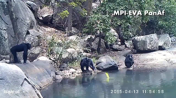 Шимпанзе используют палки для добычи питательных нитчатых водорослей