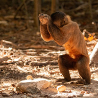 Молодой чернополосый капуцин разбивает орех кешью