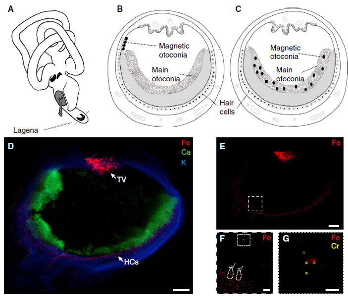 Рис. 4. А — общий вид внутреннего уха голубя