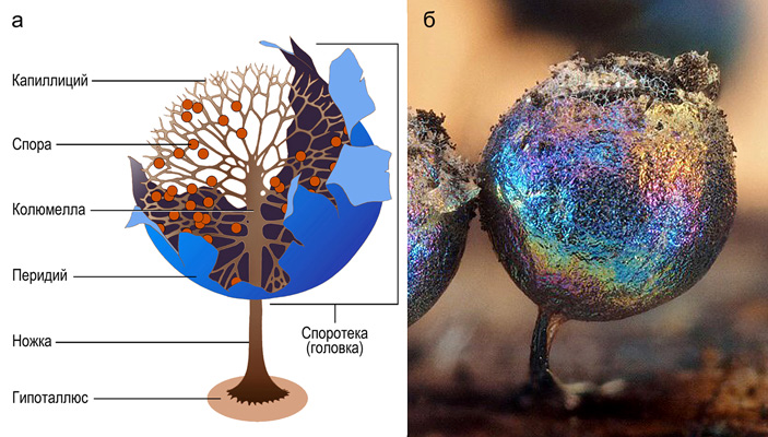Рис. 4. Строение плодового тела миксомицетов