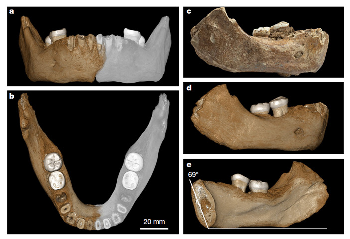Рис. 2. Челюсть из Сяхэ