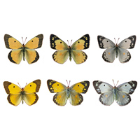 Морфы бабочек желтушек